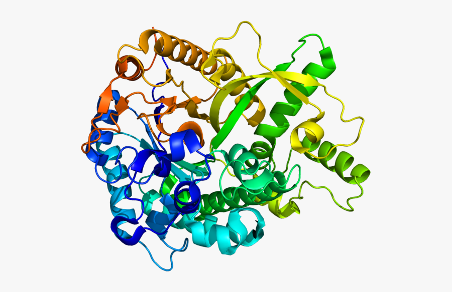 Klotho Hormones Are Understood To Play A Role In The - Klotho Hormone, Transparent Clipart