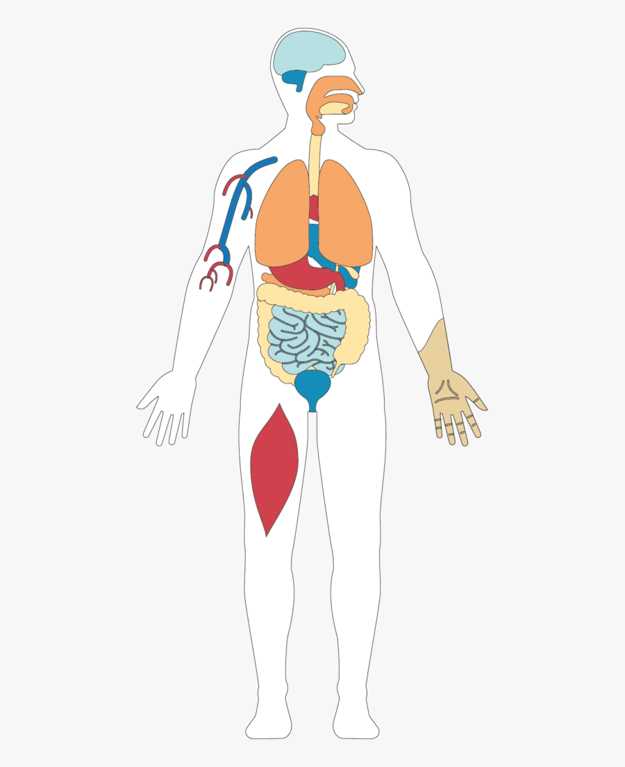 Illustration, Transparent Clipart