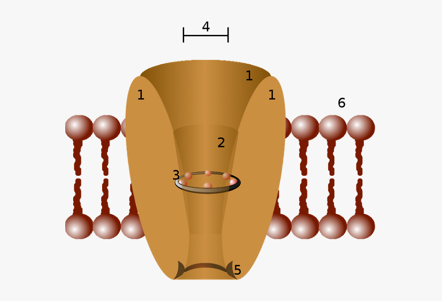 Ion Channels Drug Targets, Transparent Clipart