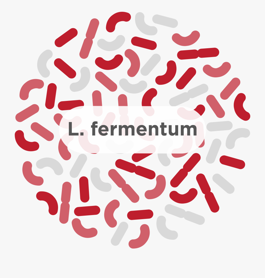 Lactobacillus Reuteri, Transparent Clipart