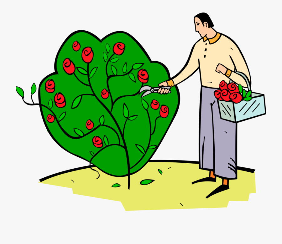 Cutting Rose Flowers - Man Picking Flowers Clipart, Transparent Clipart