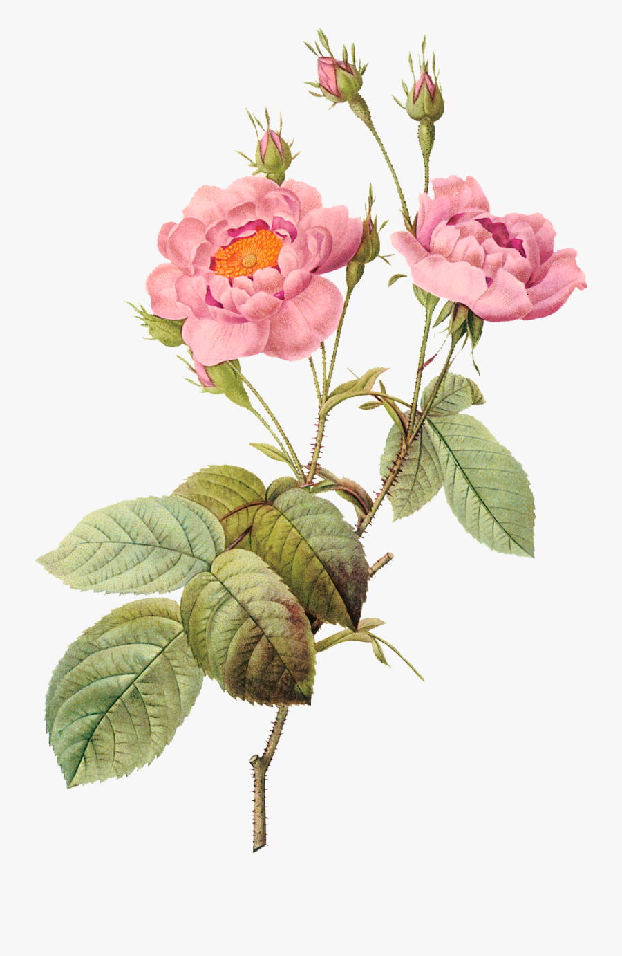 Pierre Joseph Redoute Flower, Transparent Clipart