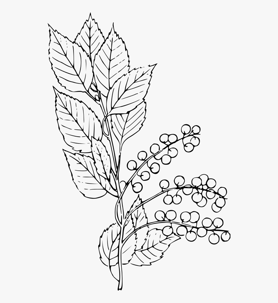 Chokecherry Svg Clip Arts - Chokecherry Drawing, Transparent Clipart