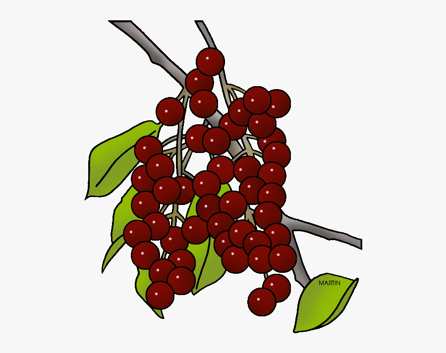 State Fruit Of North Dakota - Chokecherry Clipart, Transparent Clipart