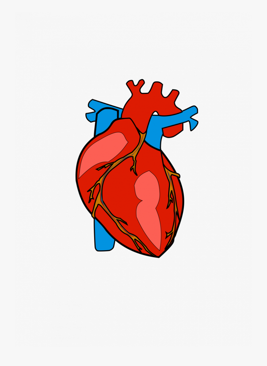 Jokingart Com - Transparent Background Human Heart Clipart, Transparent Clipart