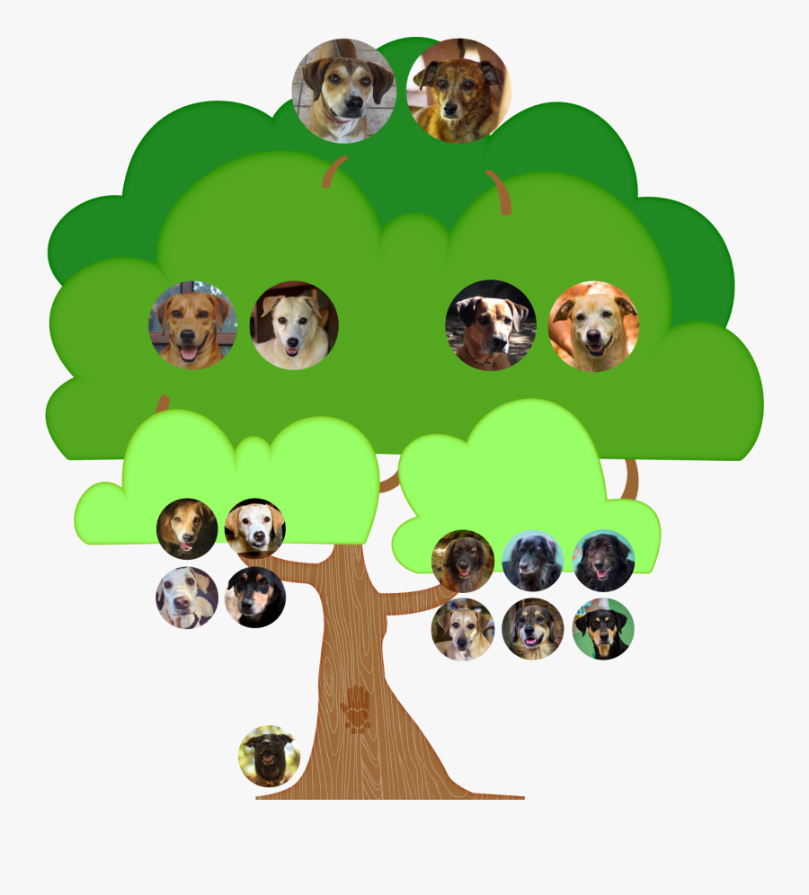 Dog Family Tree Cartoon, Transparent Clipart
