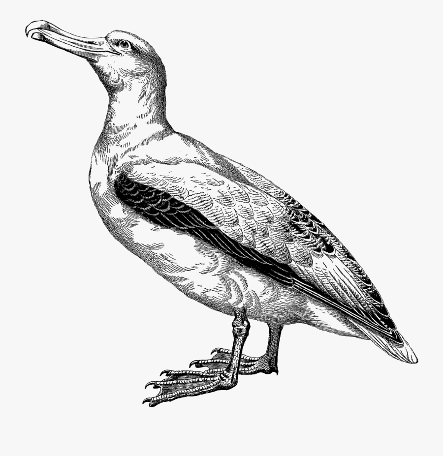 Albatross Illustration, Transparent Clipart