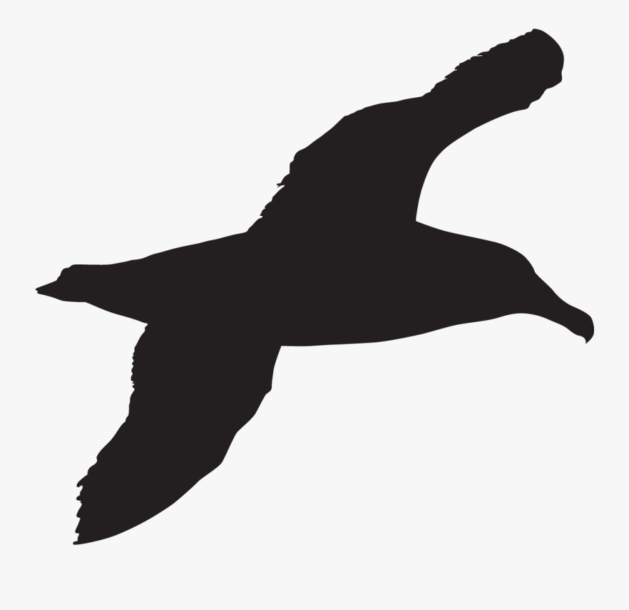 Sea Bird Silhouette, Transparent Clipart