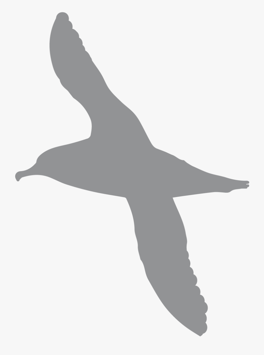 Albatross Vector Art, Transparent Clipart