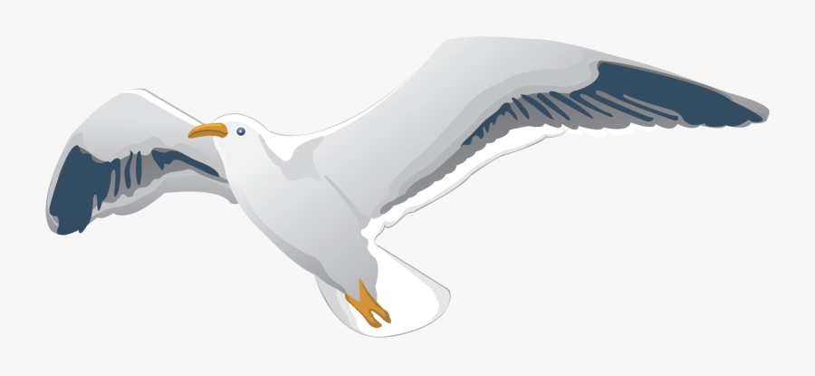 European Herring Gull, Transparent Clipart