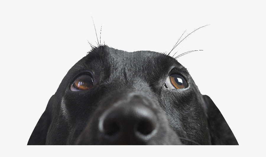 Dog Looking Up, Transparent Clipart