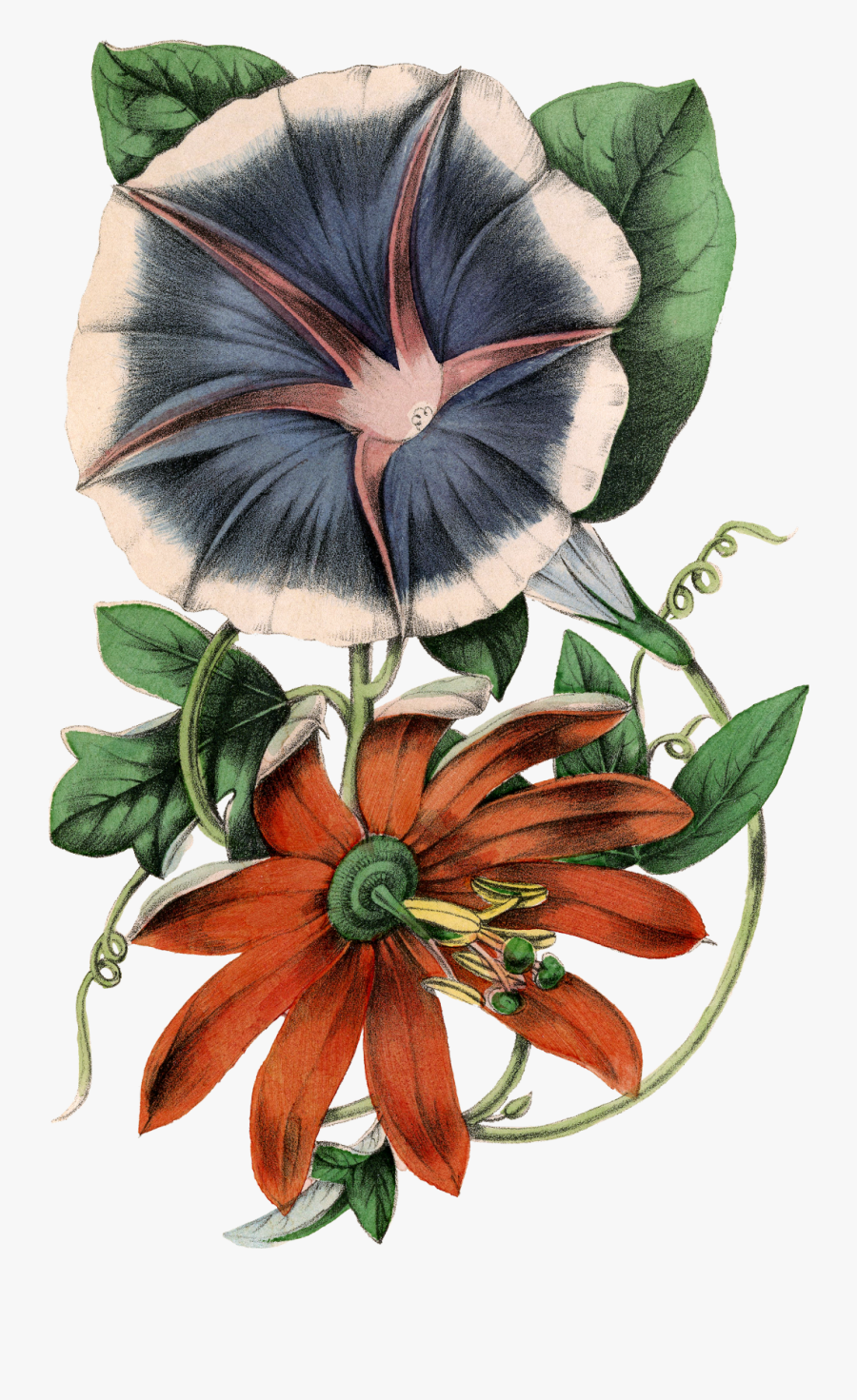 #beautiful Passion Morning Glory Flowers - Black-eyed Susan, Transparent Clipart