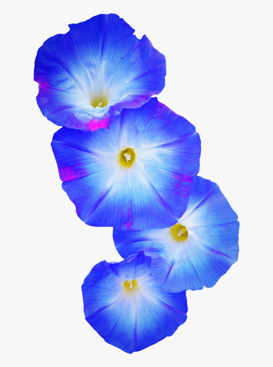Blue By Jeanicebartzen - Morning Glory Png, Transparent Clipart