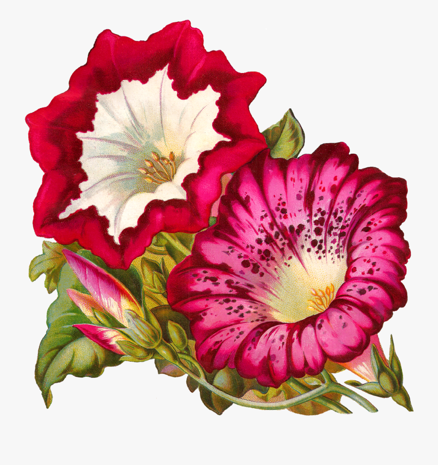 Flowerimage, Transparent Clipart