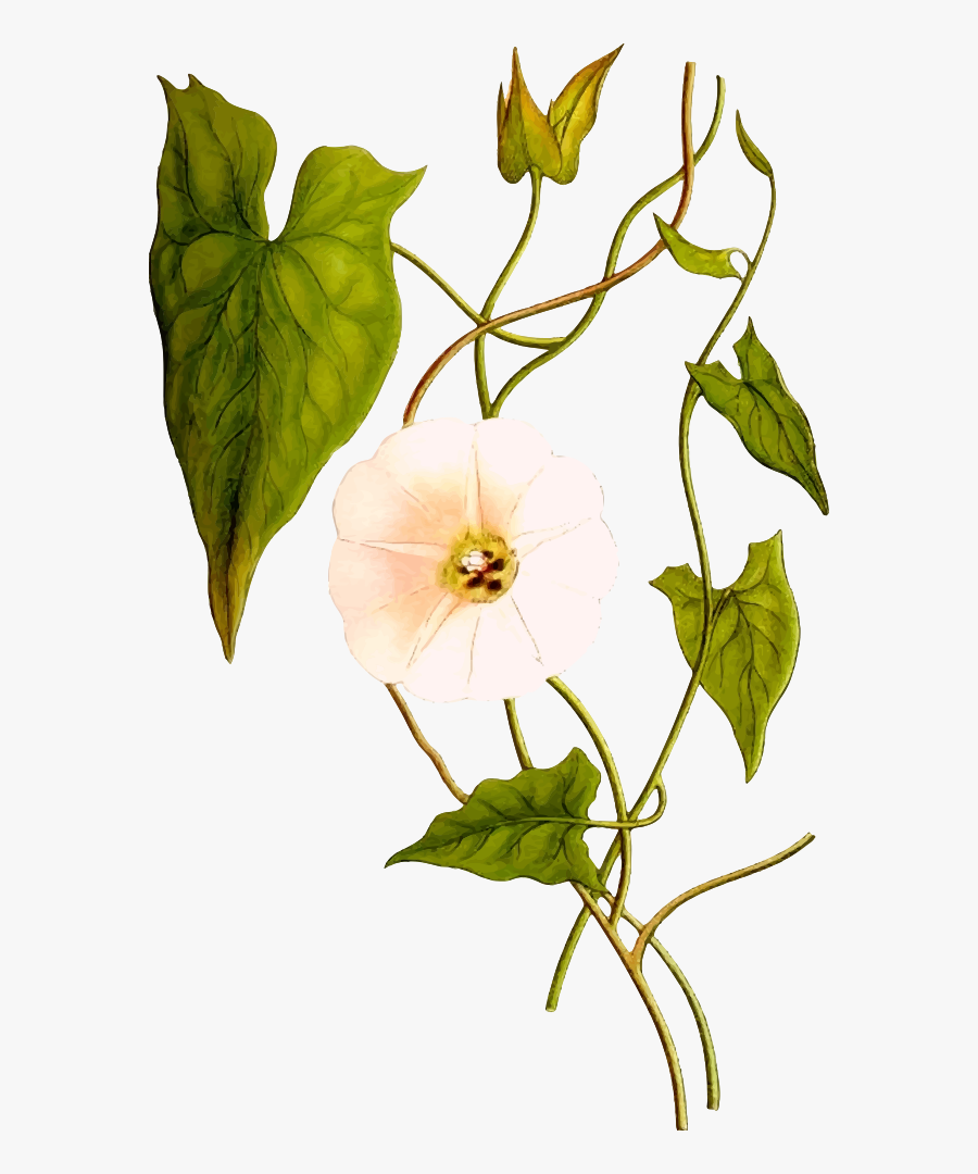 Convolvulus Sepium, Transparent Clipart