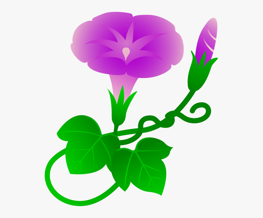 Ipomoea Purpurea Morning Glory Drawing Clip Art - 汉语 拼音 声母 卡, Transparent Clipart