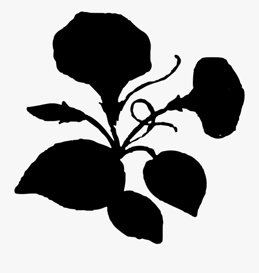 Morning Glory Flower Silhouette, Transparent Clipart