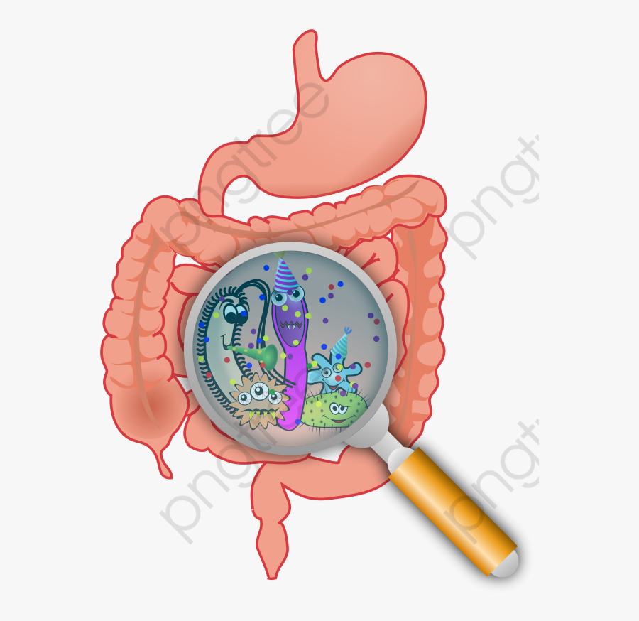 Body Stomach Gut Gastrointestinal Transparent Background - Intestinal Bacteria Clipart, Transparent Clipart