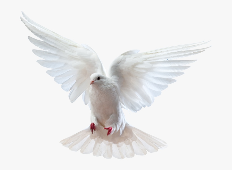 Free Clipart Of Prayer Requests - Pombo De Asas Abertas, Transparent Clipart