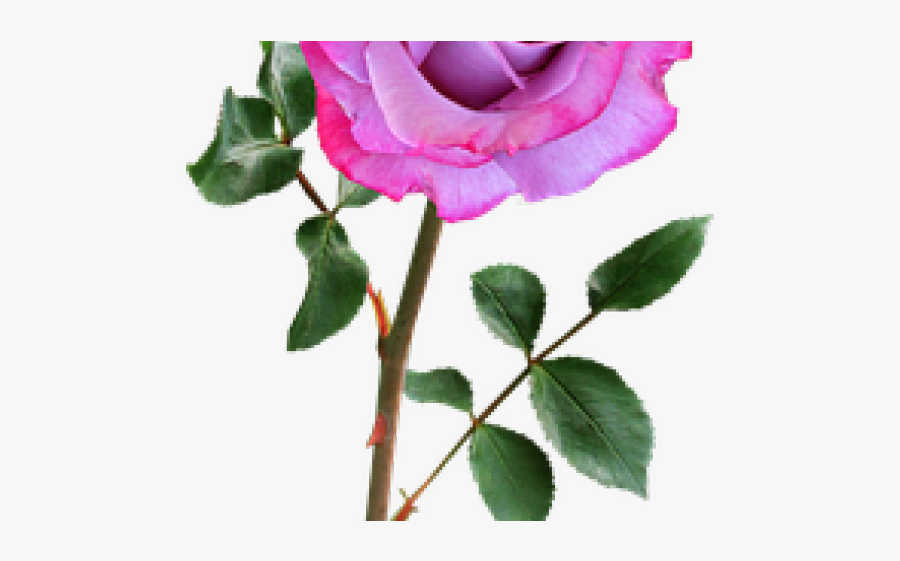 Pink Rose Clipart Stalk - Yellow Flowers Png With Stem, Transparent Clipart