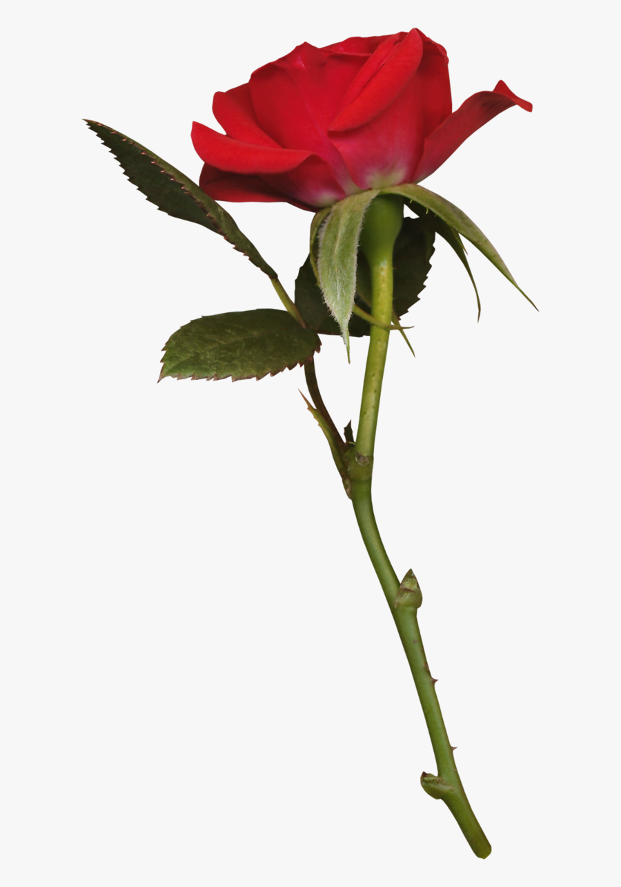 Transparent Long Stem Rose Png - Красная Роза В Пнг, Transparent Clipart