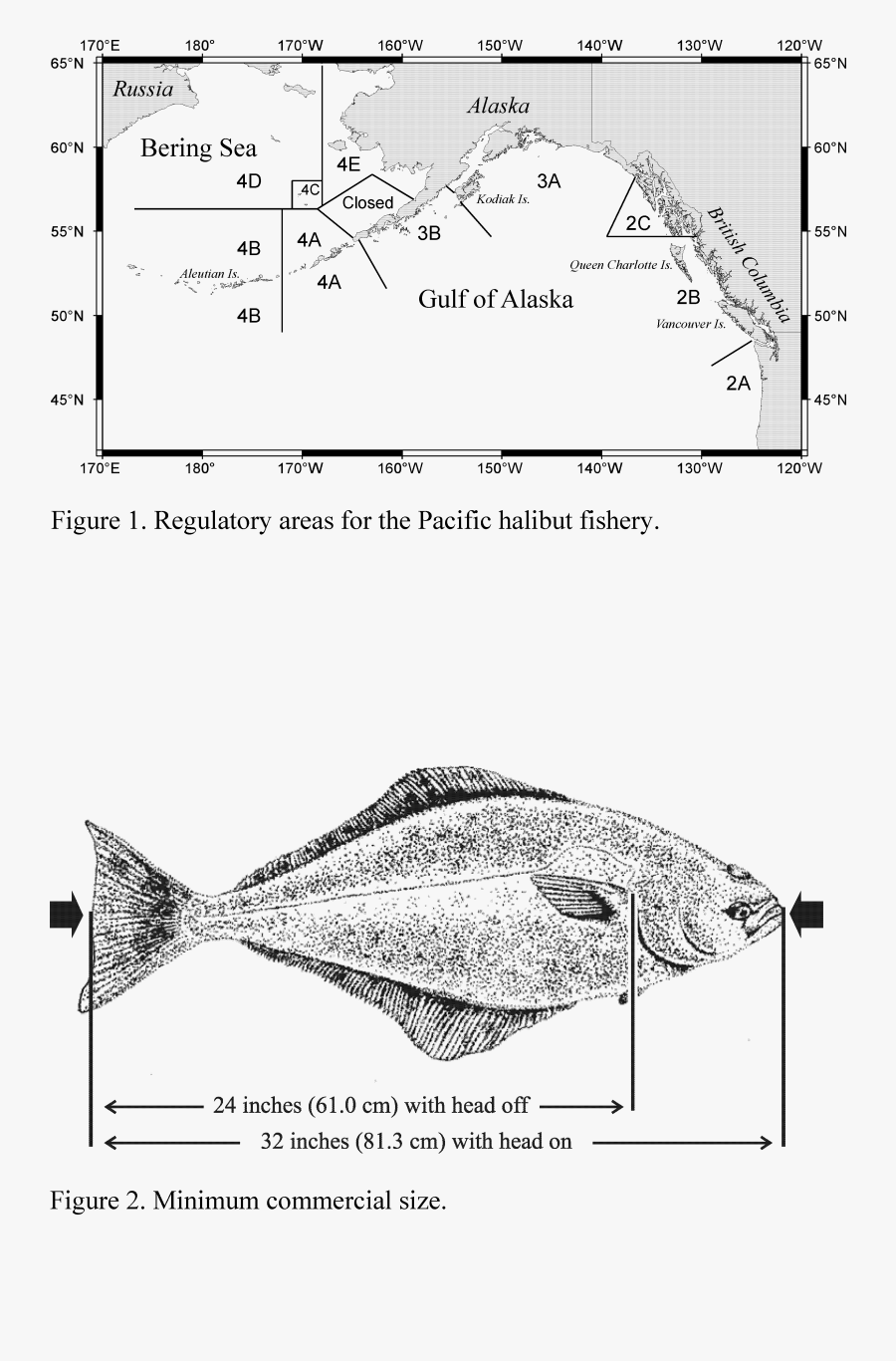 Drawing Log Superseded - 2 Ventral Pieces Halibut, Transparent Clipart