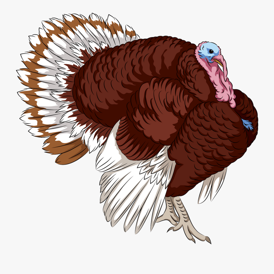 Wild Turkey, Transparent Clipart