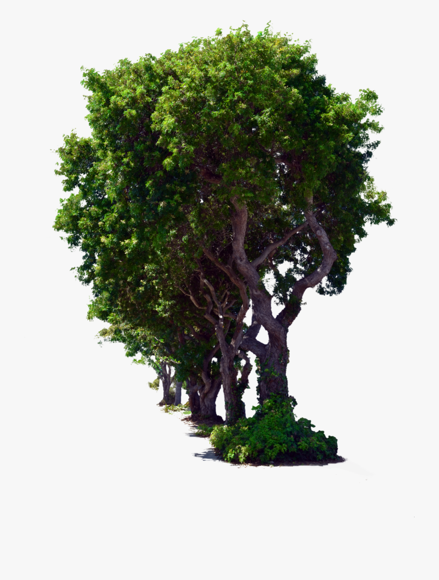 Transparent Bonsai Clipart - Descargar Imagenes De Arboles, Transparent Clipart