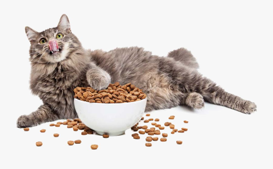 Cat And Food, Transparent Clipart