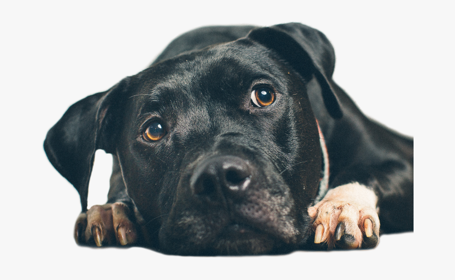 Animal Poison Control - Poison Animal, Transparent Clipart
