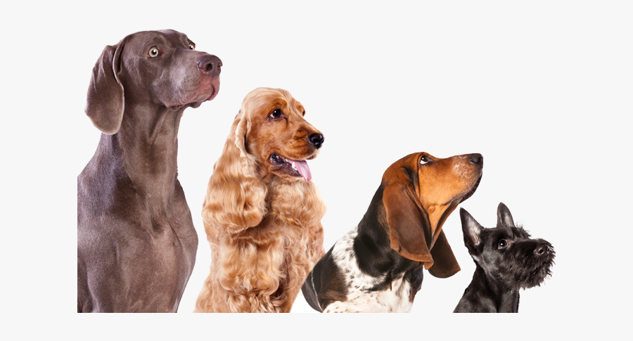 Clip Art Small Dog Breeds Chart - Good Dog Pentagram, Transparent Clipart