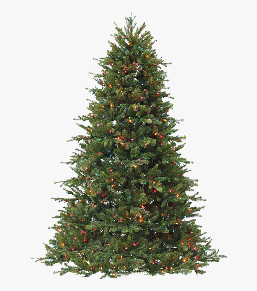 Noble Fir Christmas Tree, Transparent Clipart