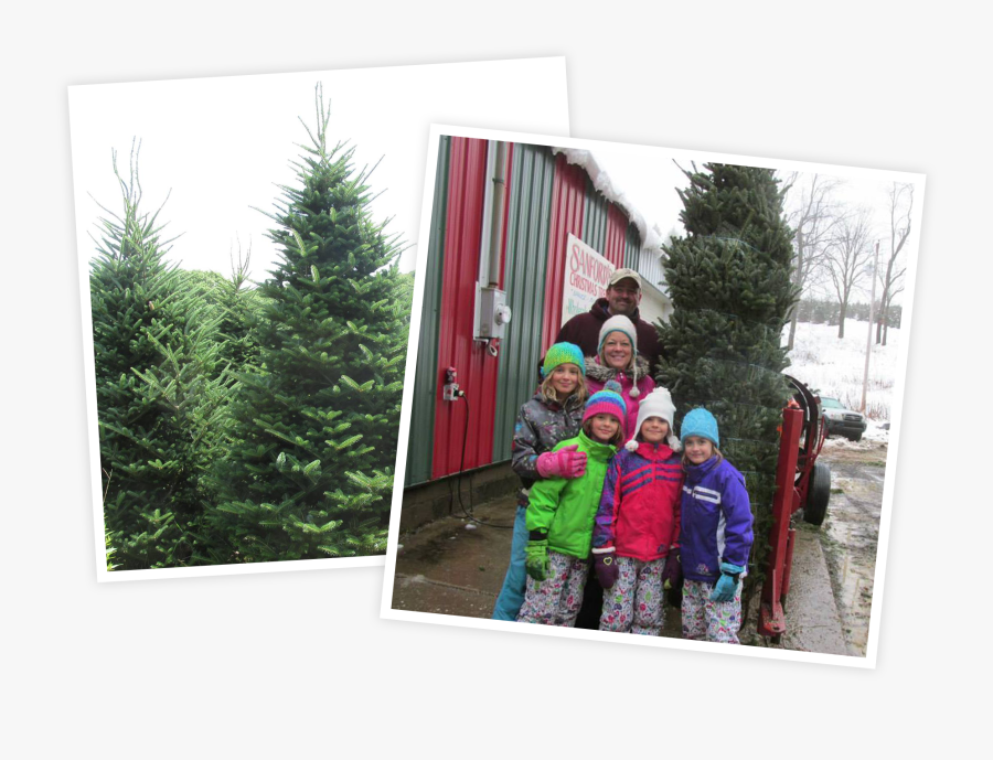 Christmas Tree, Transparent Clipart