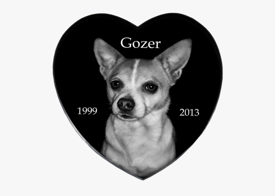 Chihuahua, Transparent Clipart