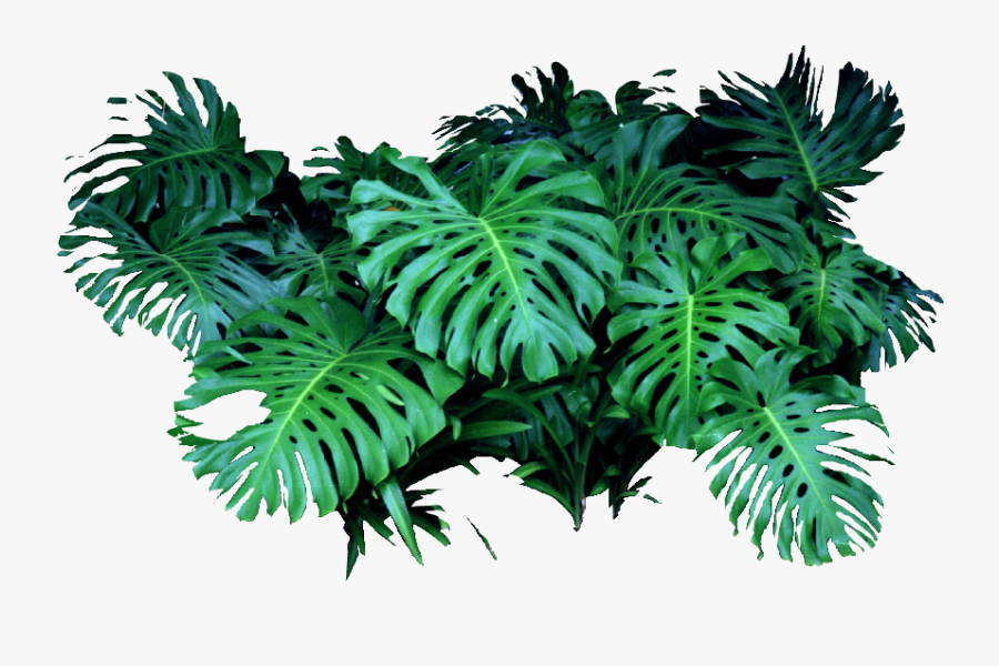 Monstera Deliciosa Png , Transparent Cartoons - Monstera Deliciosa Png, Transparent Clipart