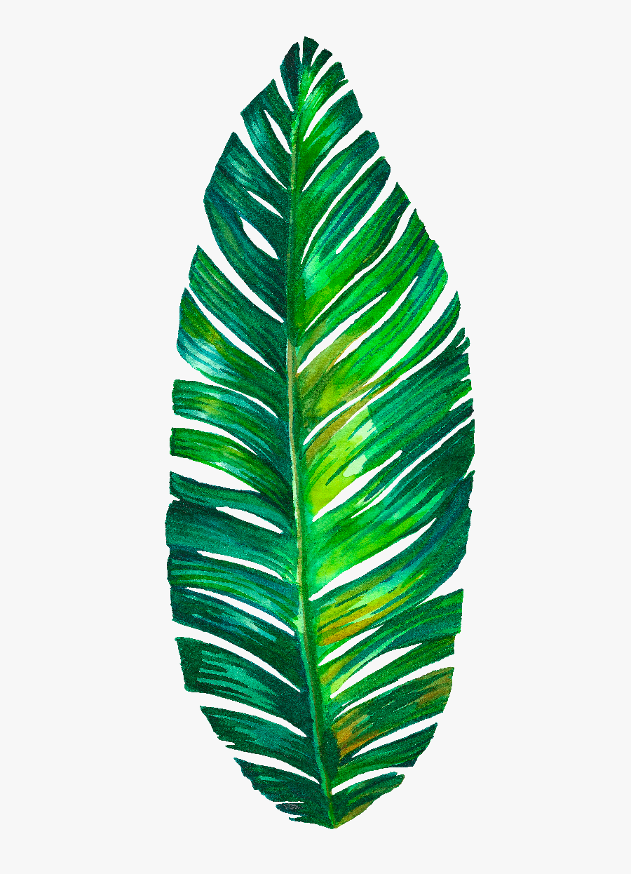 Monstera Png Download - Watercolor Leaf, Transparent Clipart