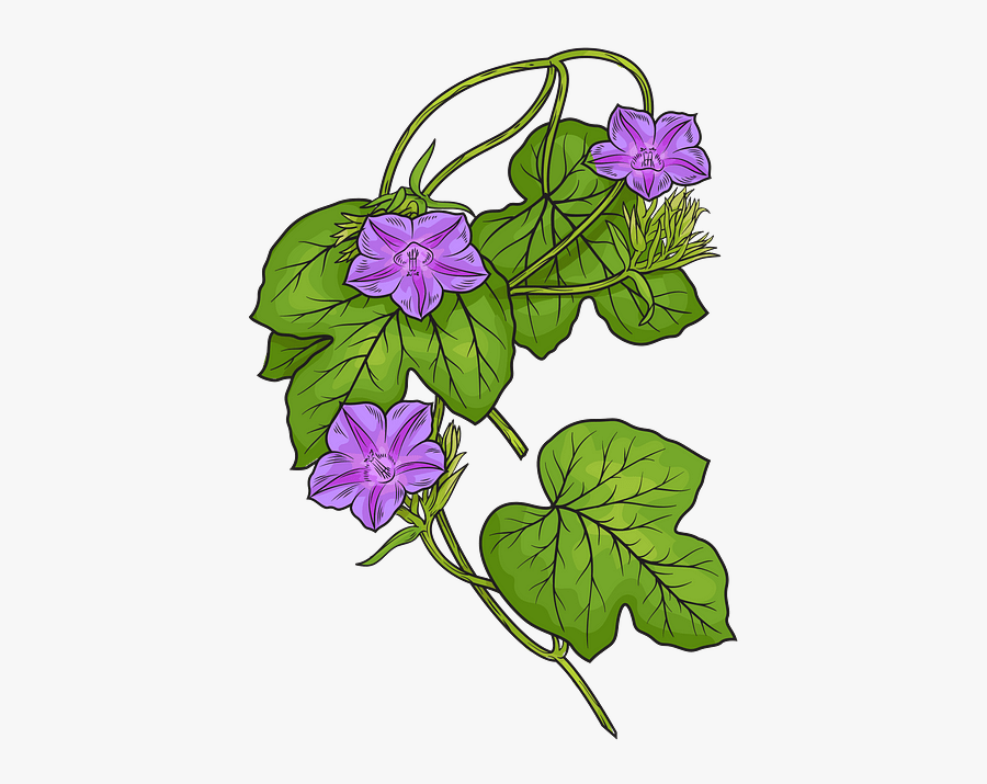 Blue Violet, Transparent Clipart
