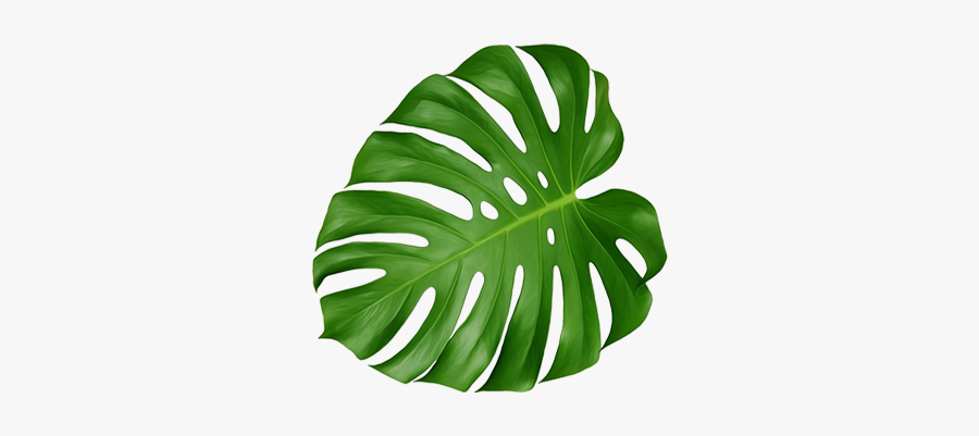 #leaves #monstera #freetoedit - Leaf Swiss Cheese Plant, Transparent Clipart