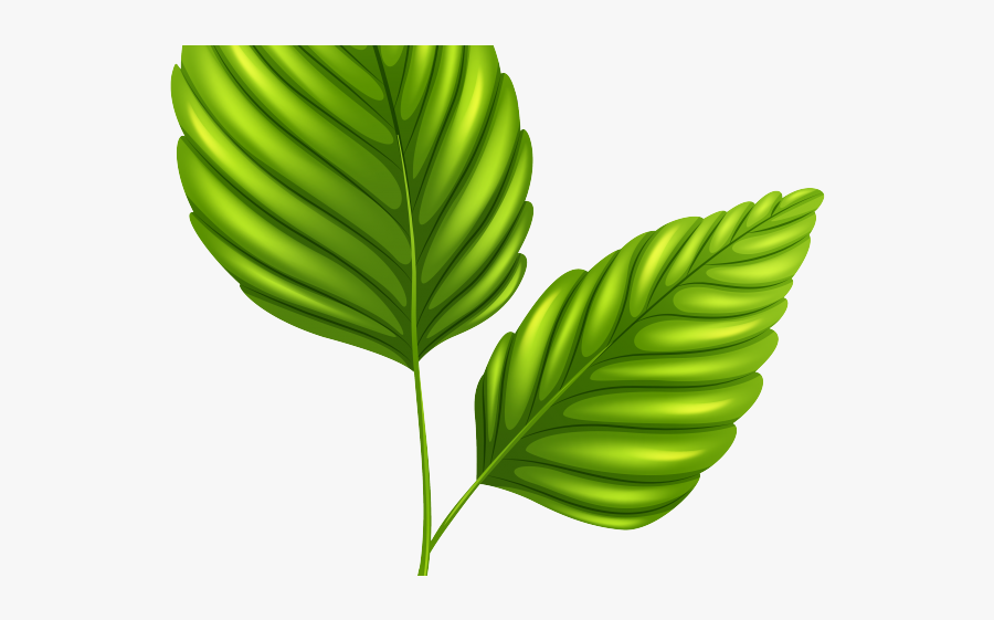 2 Leaves Png, Transparent Clipart