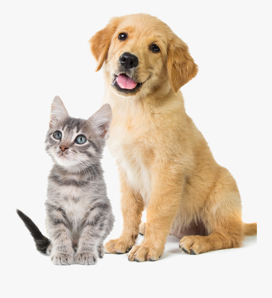 Images In Collection Page Transparent Background - Transparent Background Pets Clipart, Transparent Clipart