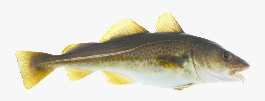 Atlantic Cod Transparent Background, Transparent Clipart