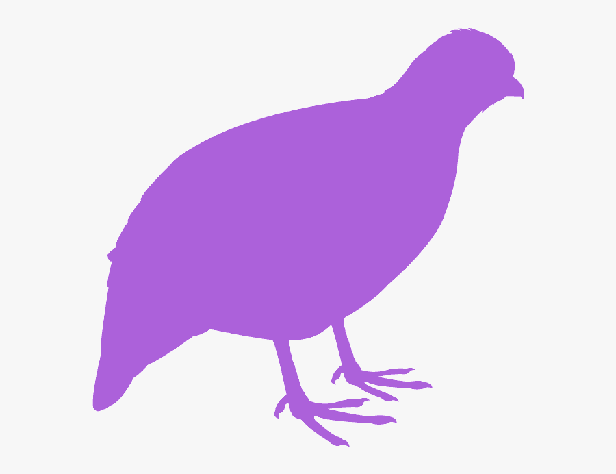Codorniz Vector, Transparent Clipart