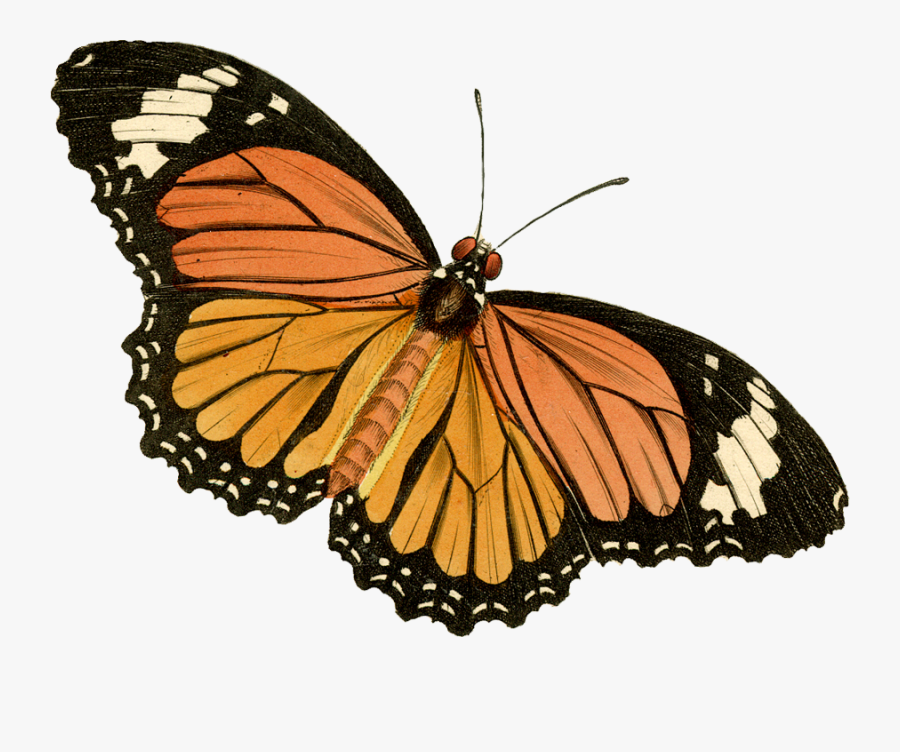 Monarch Butterfly Clipart Painted Lady Butterfly - Painted Lady Butterfly Drawing, Transparent Clipart