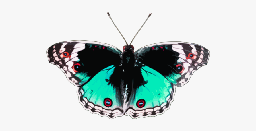 Butterfly, Transparent Clipart