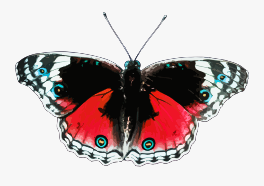 Butterfly,cynthia Subgenus,symmetry - Free Clipart Butterflies, Transparent Clipart