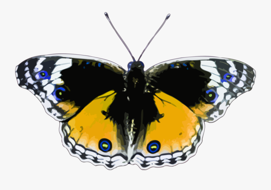Butterfly,cynthia Subgenus,symmetry - Butterfly, Transparent Clipart