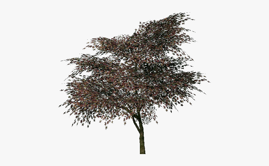 Japanese Tree Png - Pond Pine, Transparent Clipart