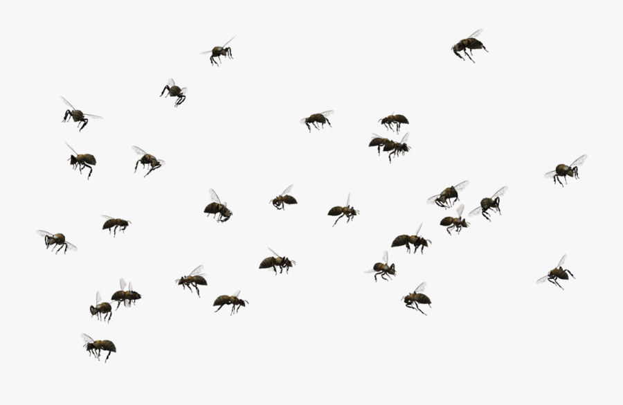 Fly Clipart Flie - Swarm Of Bees Png, Transparent Clipart