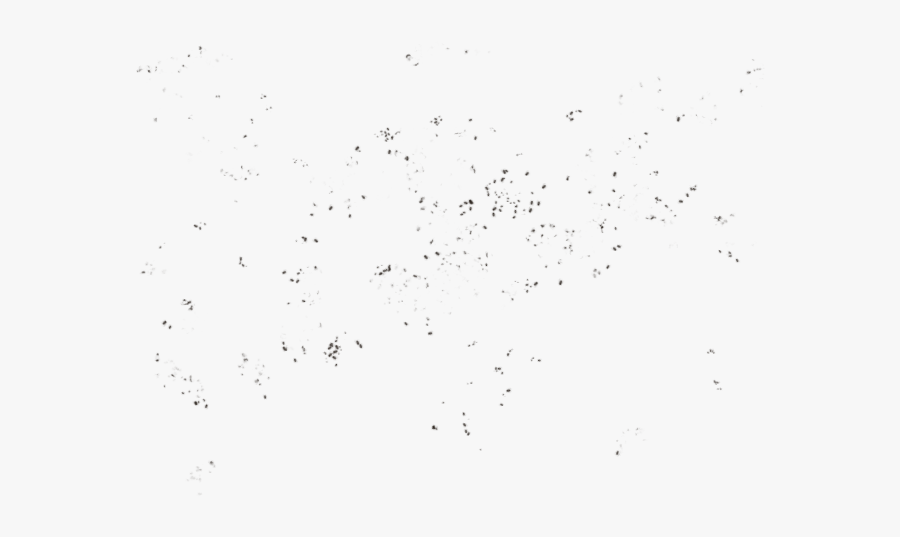 Bird, Transparent Clipart