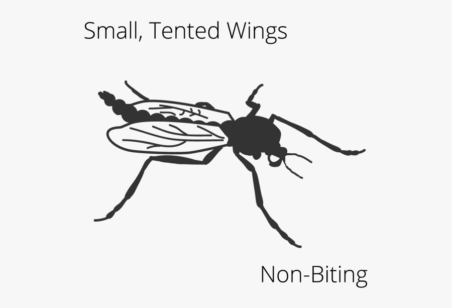 Midge Dry Identification Diagram - Bug, Transparent Clipart